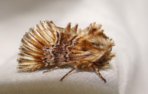 Réf. 57 761 : Amephana anarrhini