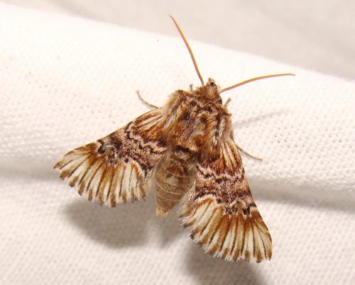 Réf. 57 762 : Amephana anarrhini