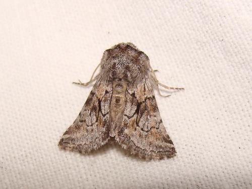 Réf. 57 763 : Cleonymia yvanii