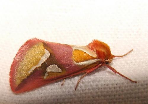 Axia margarita