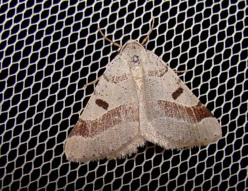 Réf. 57 802 : Itame vincularia