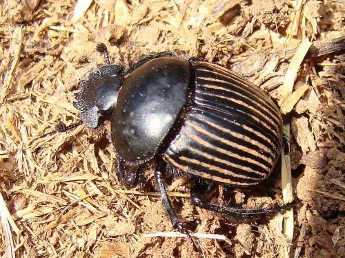 Réf. 57 791 : Scarabaeus laticollis
