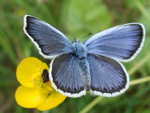 Réf. 57 778 : Plebejus sp.