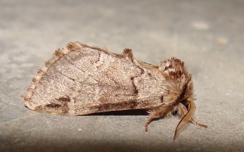 Réf. 57 976 : Drymonia melagona