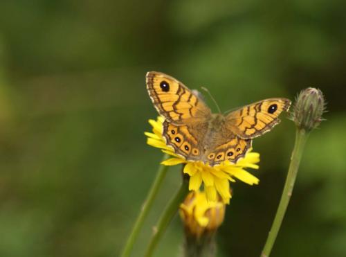 Réf. 57 090 : Lasiommata megera