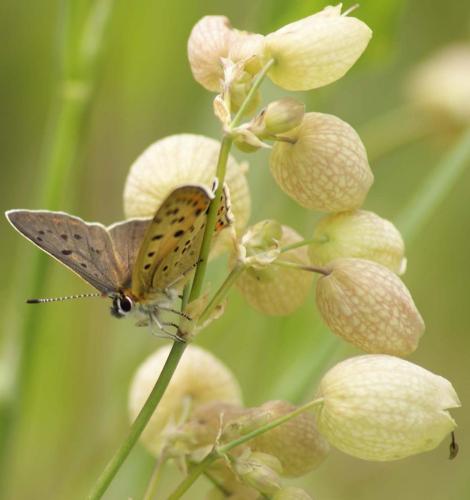 Lycaena tityrus