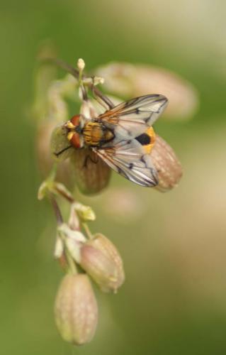Ectophasia crassipennis