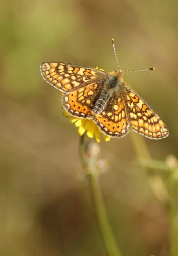 Euphydryas aurinia