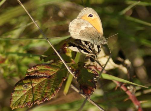 Réf. 57 756 : Coenonympha pamphilus