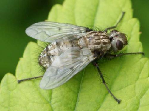 Réf. 57 799 : Trixa conspersa