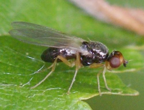 Chamaepsila sp.