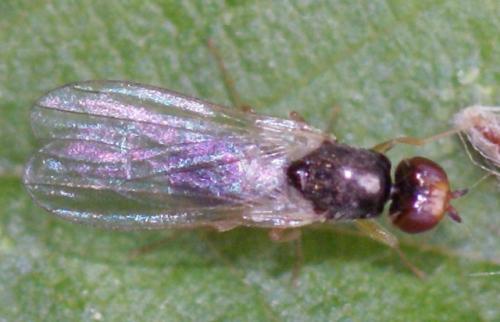 Chamaepsila sp.