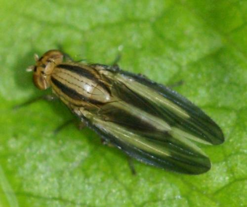 Peplomyza sp.