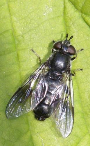 Pipiza lugubris
