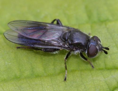 Pipiza lugubris