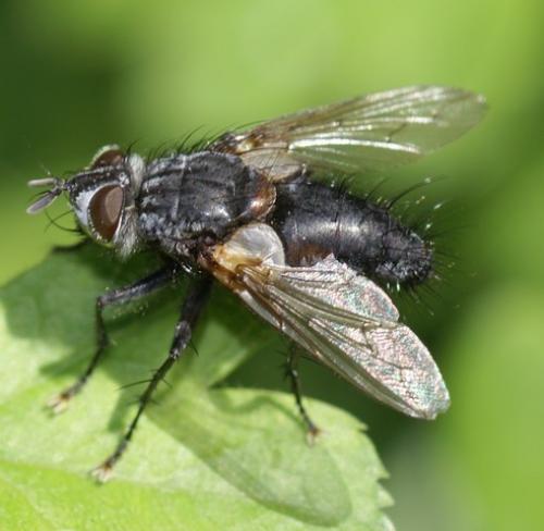 Réf. 57 656 : Phorocera assimilis