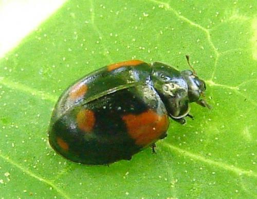 Réf. 57 584 : Adalia bipunctata bipunctata