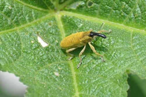 Lixus pulverulentus