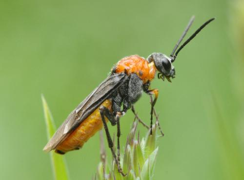 Réf. 57 860 : Dolerus sp.