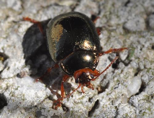 Réf. 57 586 : Chrysolina bankii