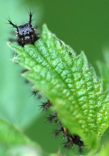 Araschnia levana