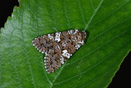 Réf. 57 411 : Hadena albimacula
