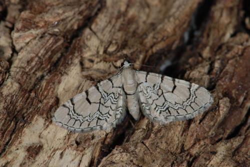 Réf. 57 483 : Eupithecia venosata
