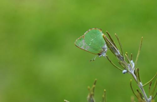 Réf. 57 122 : Callophrys avis
