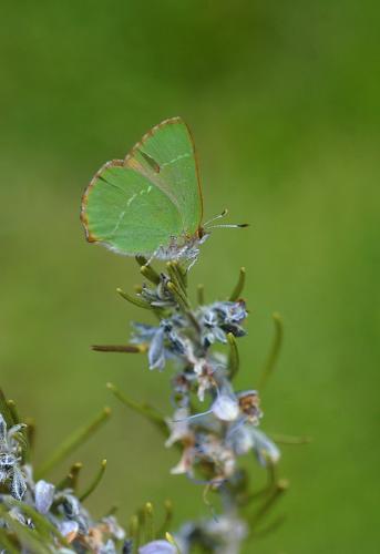 Réf. 57 123 : Callophrys avis