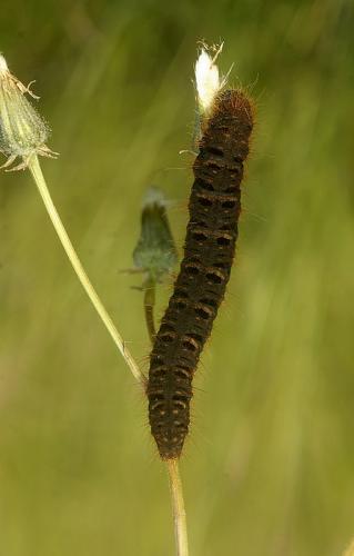 Réf. 57 186 : Lemonia dumi
