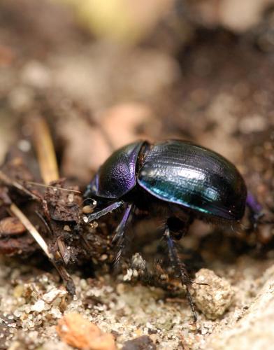 Réf. 57 822 : Anoplotrupes stercorosus