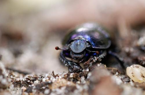 Anoplotrupes stercorosus