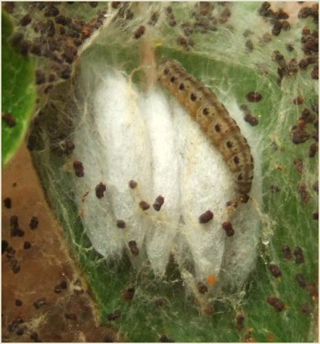 Yponomeuta sp.