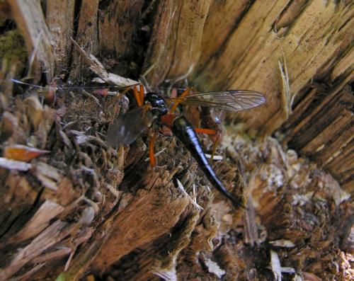 Tanyptera atrata