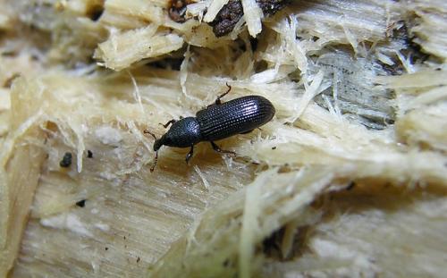 Cossonus cylindricus