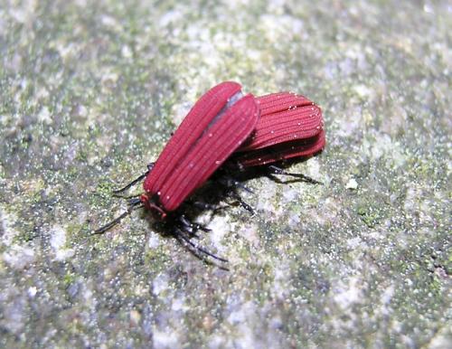 Réf. 57 273 : Dictyoptera aurora