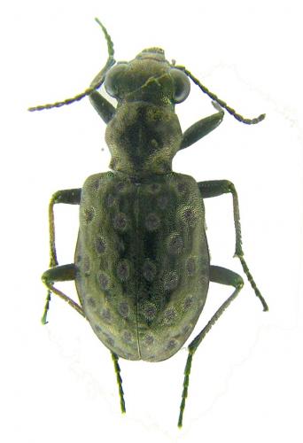 Réf. 57 510 : Elaphrus riparius