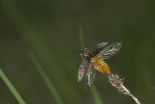 Agrypnus murinus