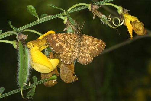 Ematurga atomaria