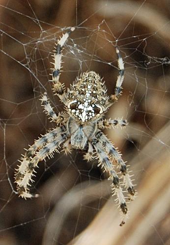 Araneus diadematus