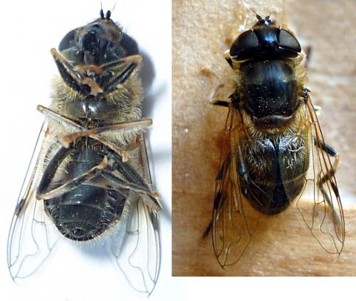 Eristalis pertinax