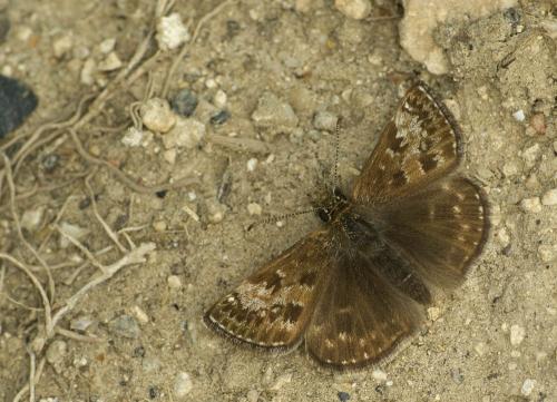 Erynnis tages