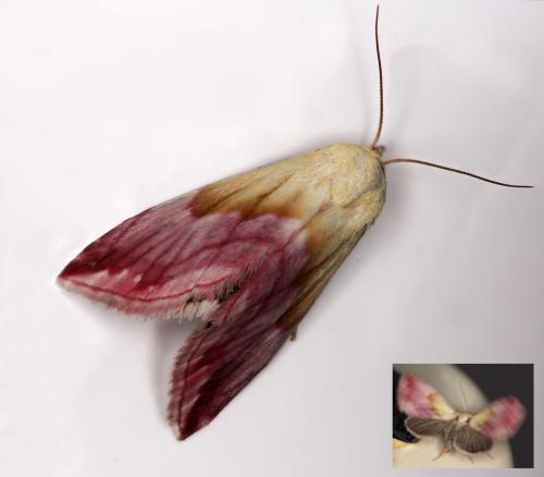 Eublemma purpurina