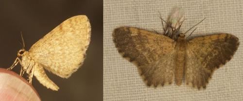 Réf. 57 294 : Euchoeca nebulata