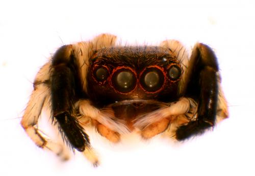 Réf. 57 029 : Euophrys frontalis