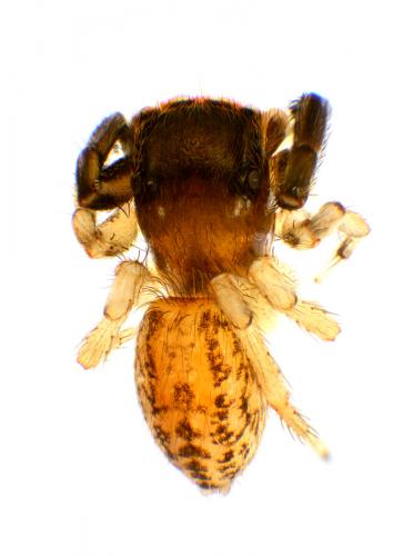 Réf. 57 028 : Euophrys frontalis