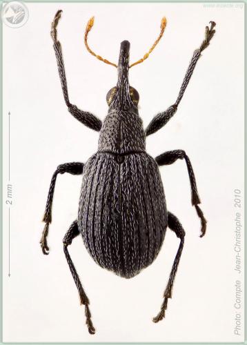 Réf. 57 858 : Eutrichapion ervi