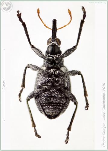 Eutrichapion ervi