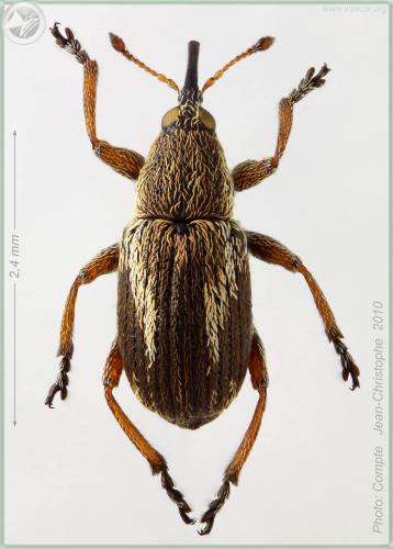 Exapion fuscirostre