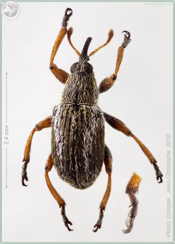 Exapion fuscirostre